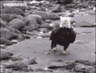 IMG_7446.gif