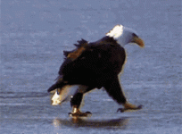 eagle-walk.gif